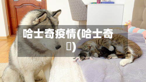 哈士奇疫情(哈士奇貓)-第2张图片