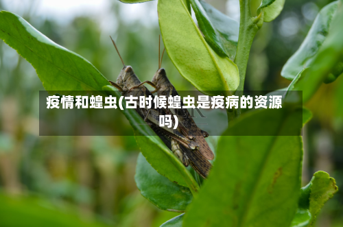 疫情和蝗虫(古时候蝗虫是疫病的资源吗)