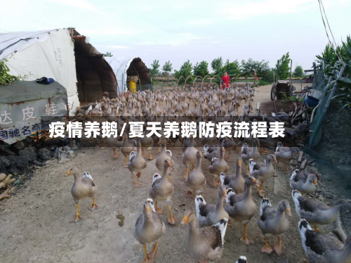 疫情养鹅/夏天养鹅防疫流程表