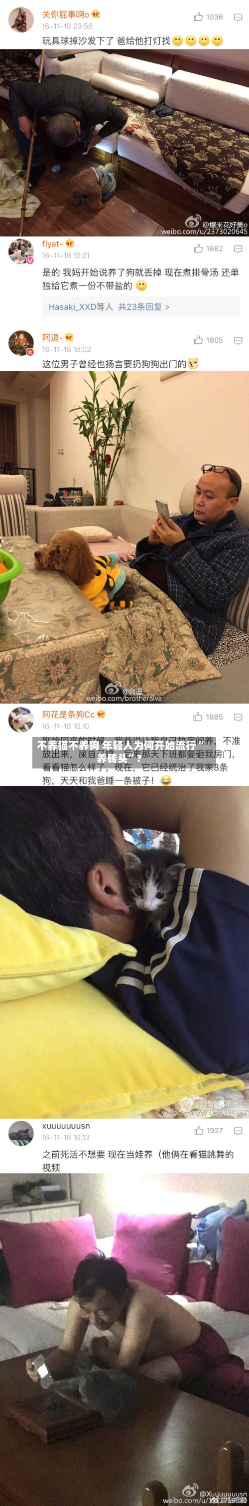 不养猫不养狗 年轻人为何开始流行“养砖头”？-第2张图片