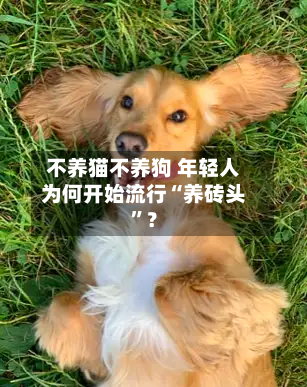 不养猫不养狗 年轻人为何开始流行“养砖头”？-第3张图片