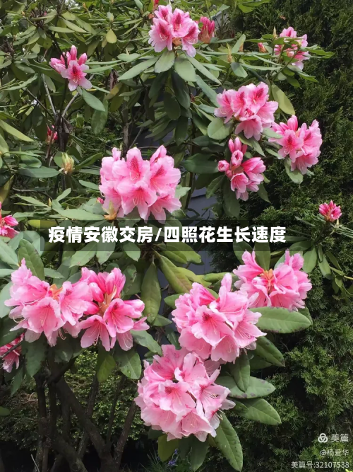 疫情安徽交房/四照花生长速度-第2张图片